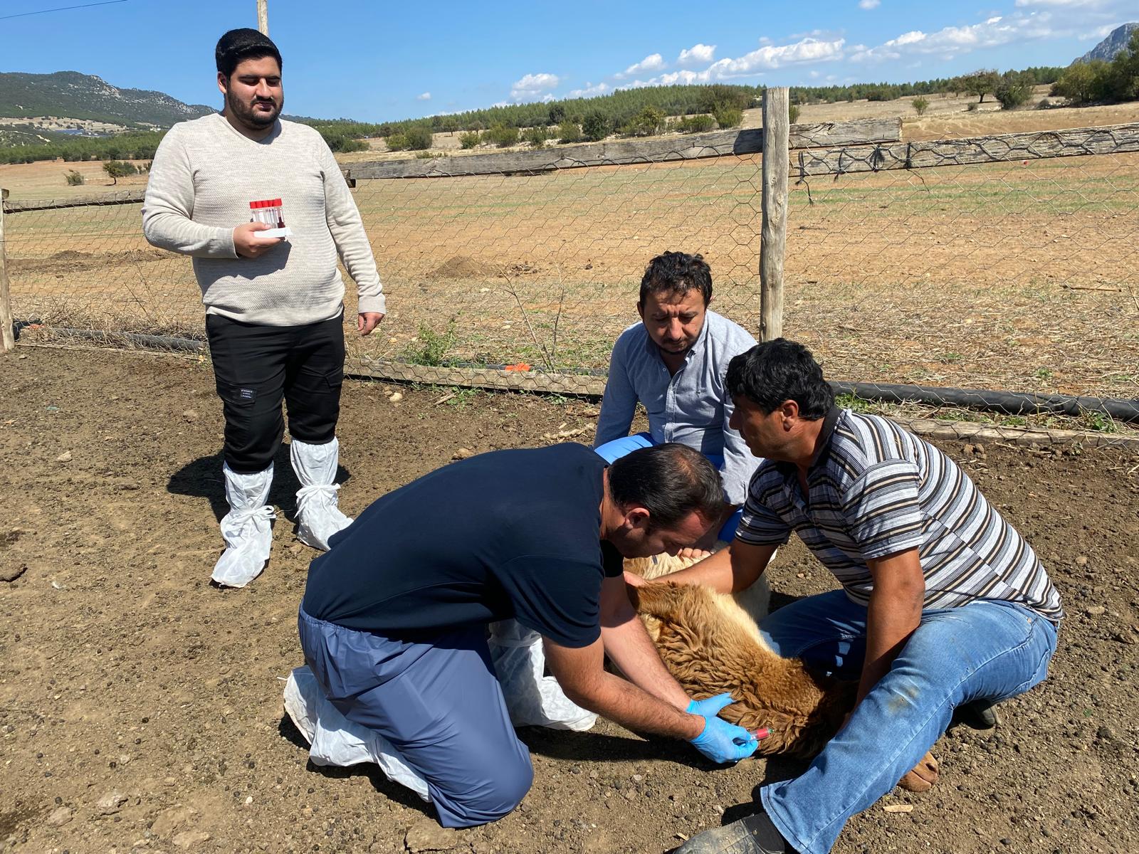 burdur'da çiçek vebası-1