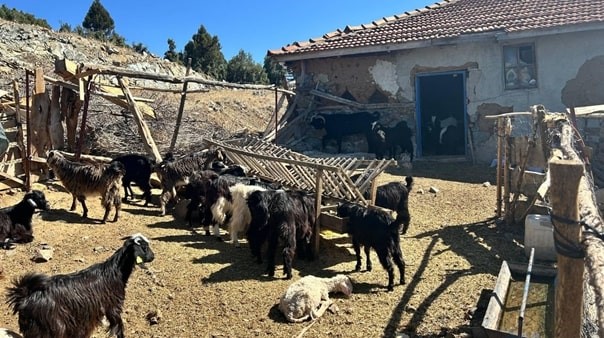 Burdur'da Kaybolan 42 Küçükbaş Hayvan Jandarma Ekipleri Tarafından Bulundu