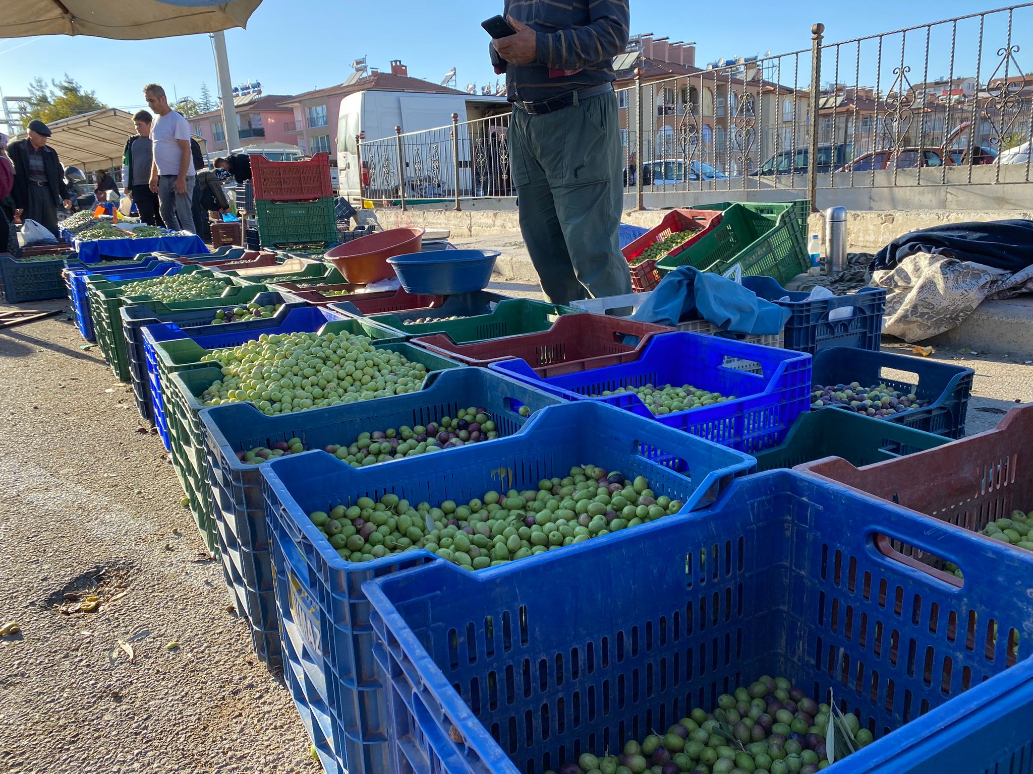 burdur zeytin fiyatları