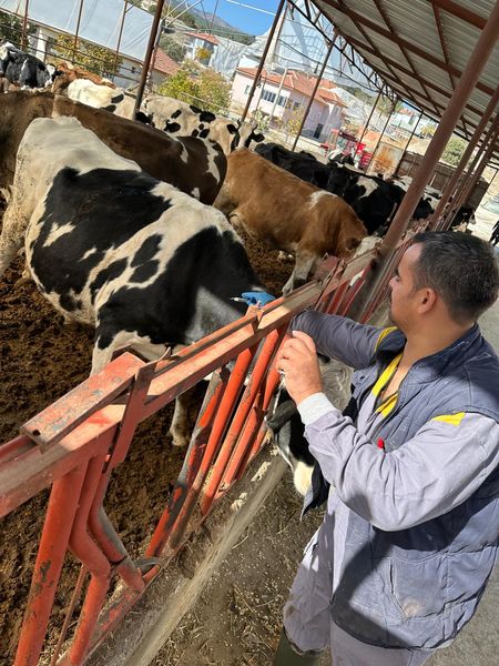 Burdur'da Büyükbaş Hayvanlar İçin Aşı Çalışmaları Devam Ediyor