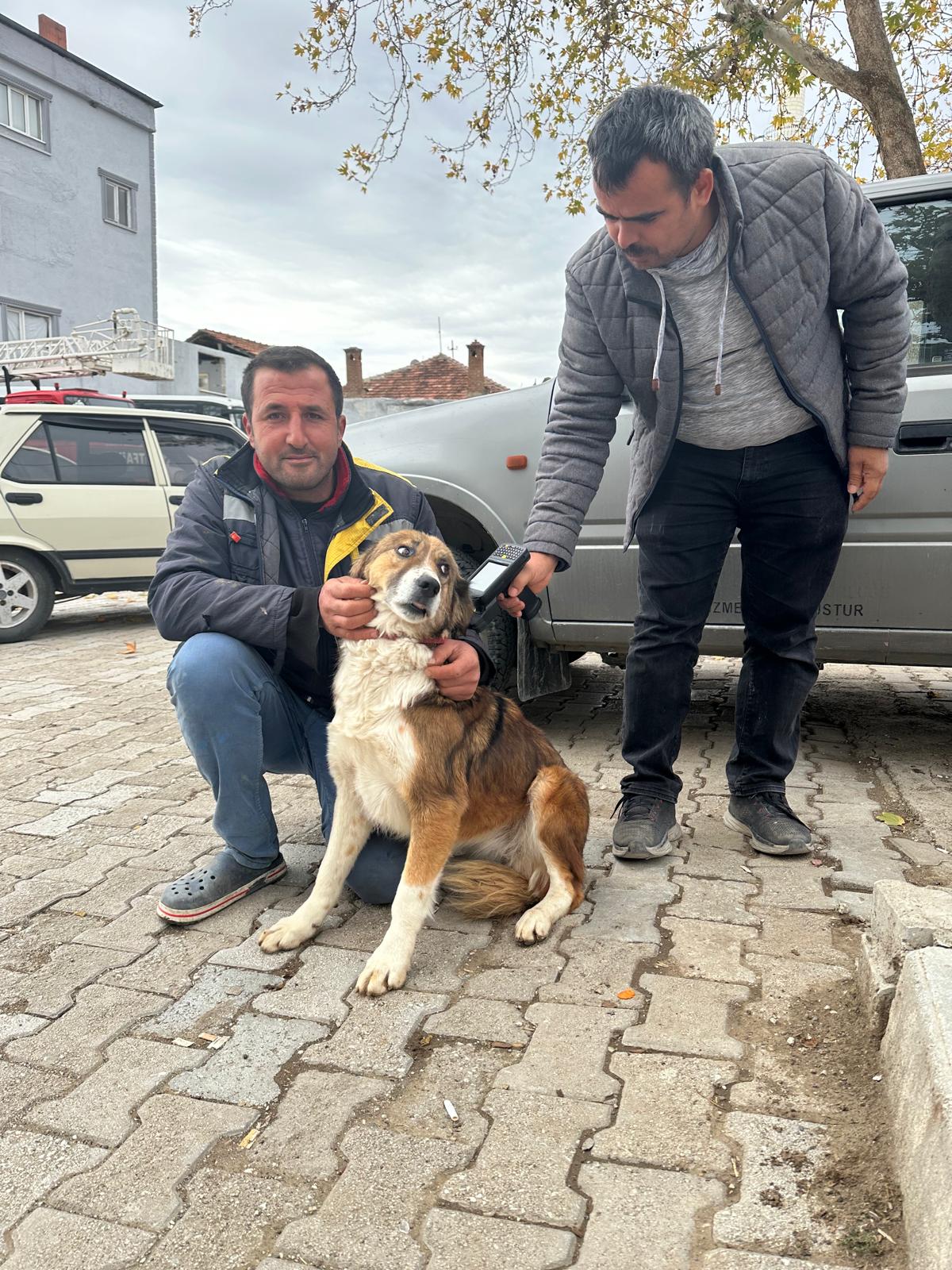 Burdur'da Sokak Hayvanlarına Mikroçip Ve Kuduz Aşısı Uygulandı 3