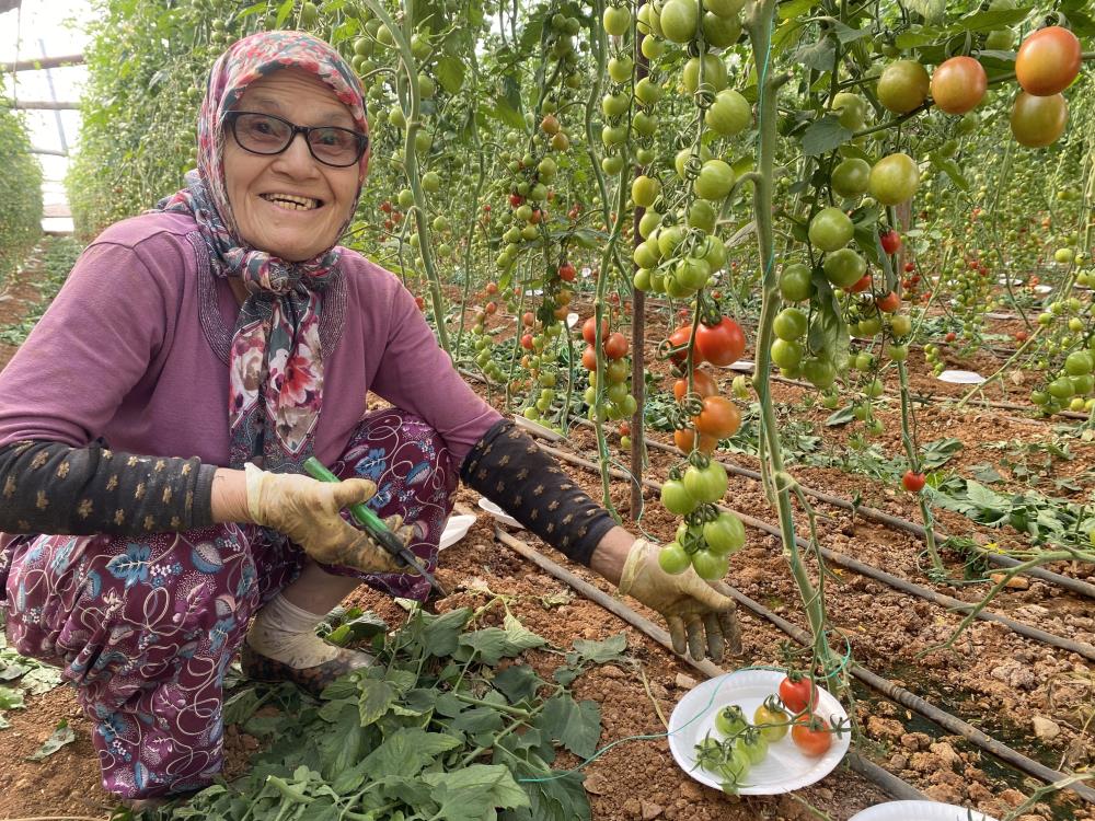 Şimdi Ise 75 Yaşında Serada Çalışıyor 2