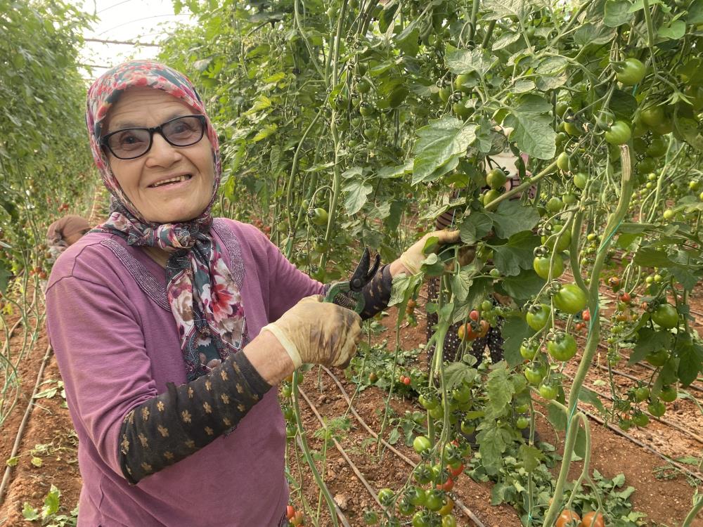 Şimdi Ise 75 Yaşında Serada Çalışıyor