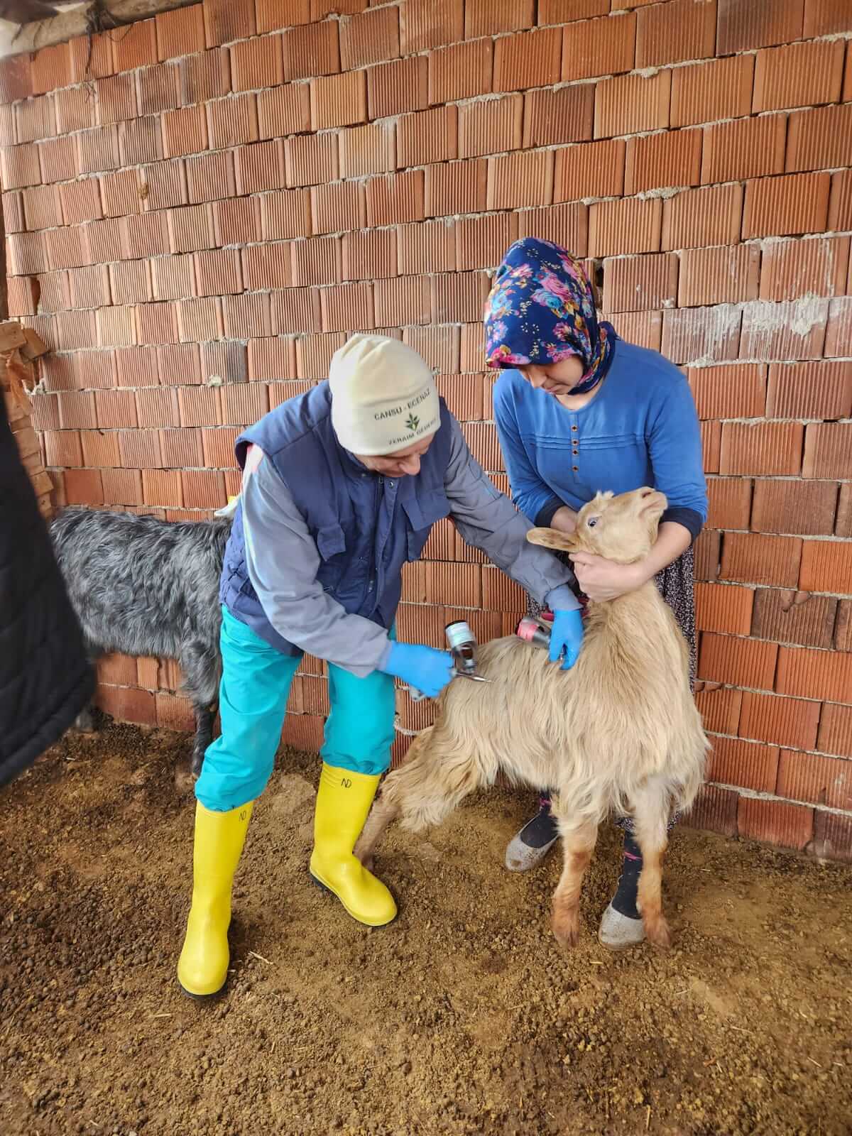 Burdur’da Küçükbaş Hayvanlarda Sağlık Önlemleri Artırılıyor (1)