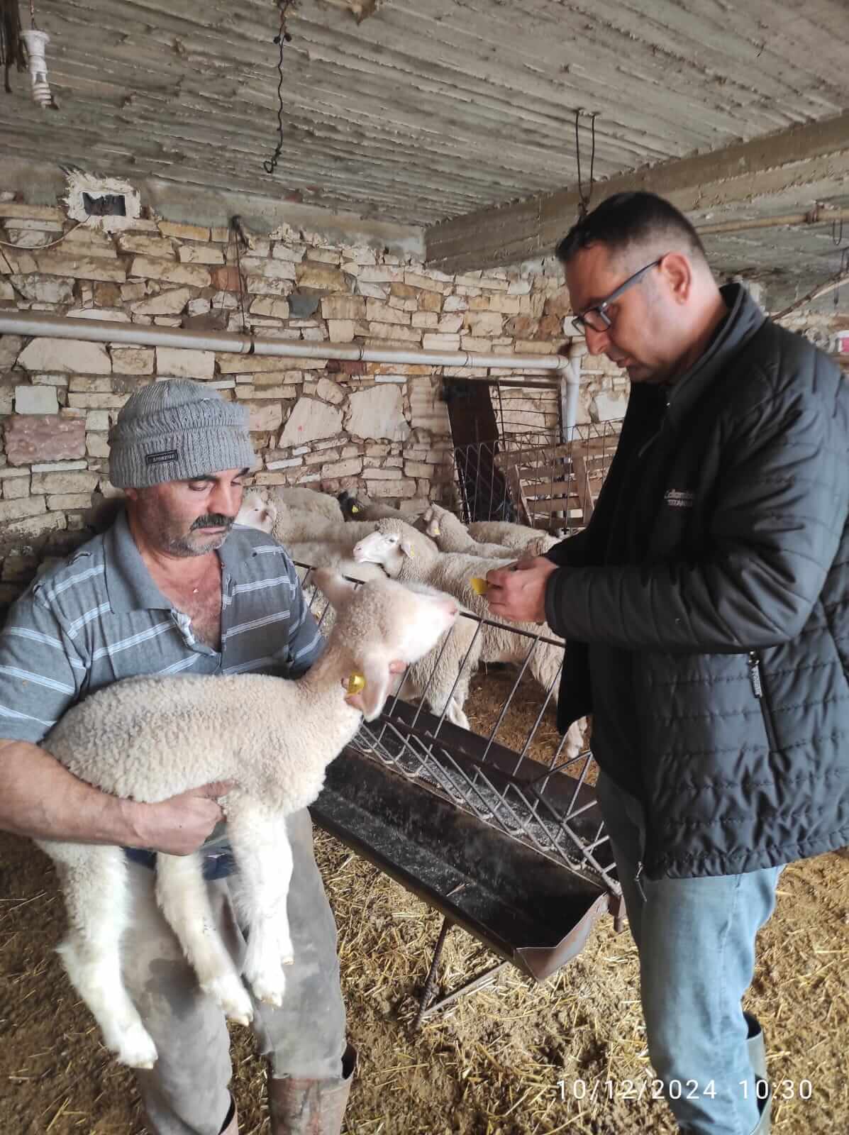 Burdur’da Küçükbaş Hayvanlarda Sağlık Önlemleri Artırılıyor (3)