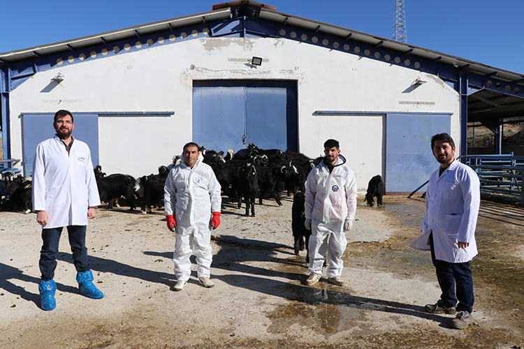 Burdur'da Üniversitenin Honamlı Oğlakları Görücüye Çıkıyor 3