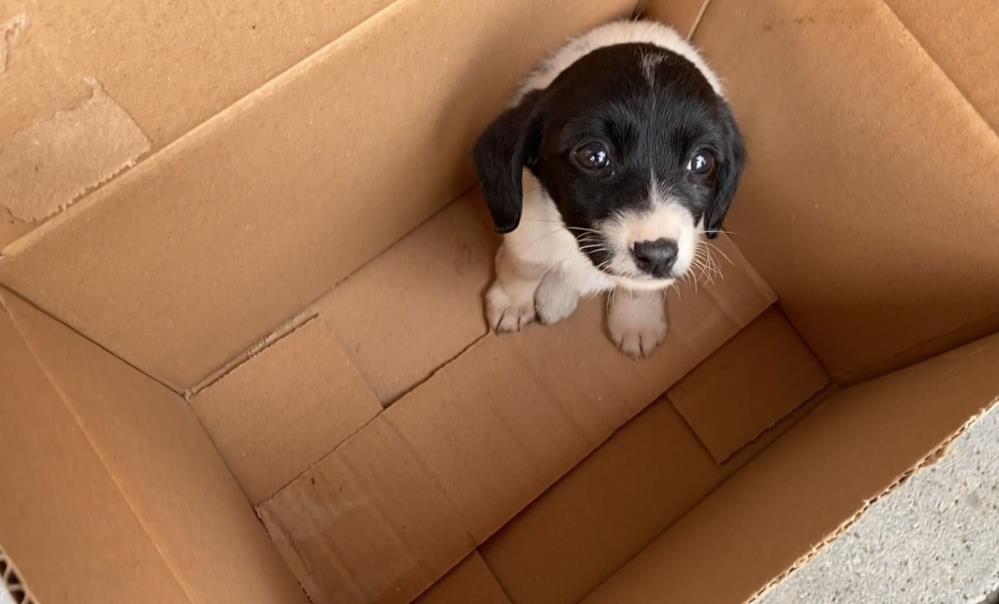 Yavru Köpeği İçin Sokakta Gözyaşlarına Boğuldu 2