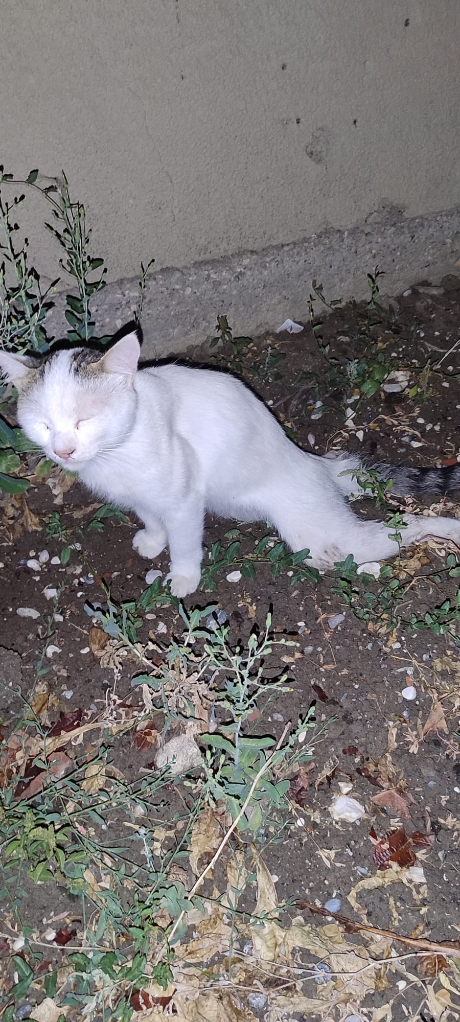 Omirilik 4