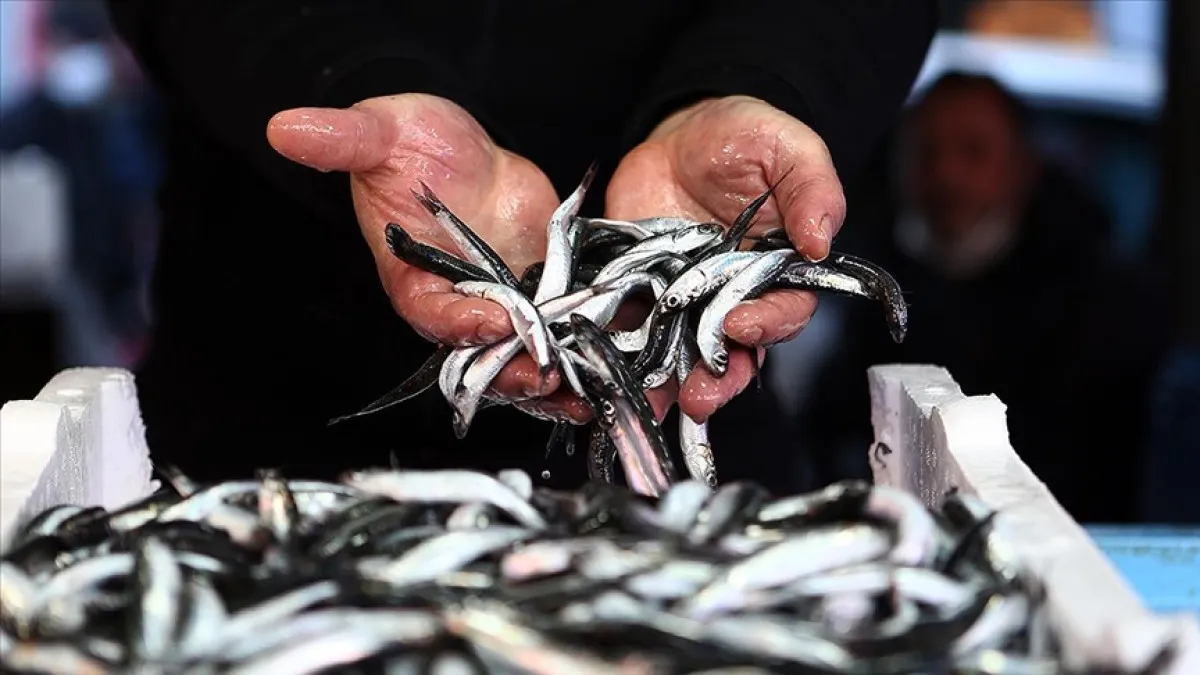 68E62677B0Fe5959 W1200Xh675