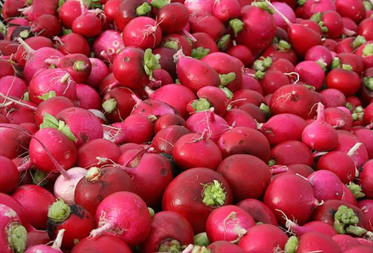 Kırmızı Turp (2)
