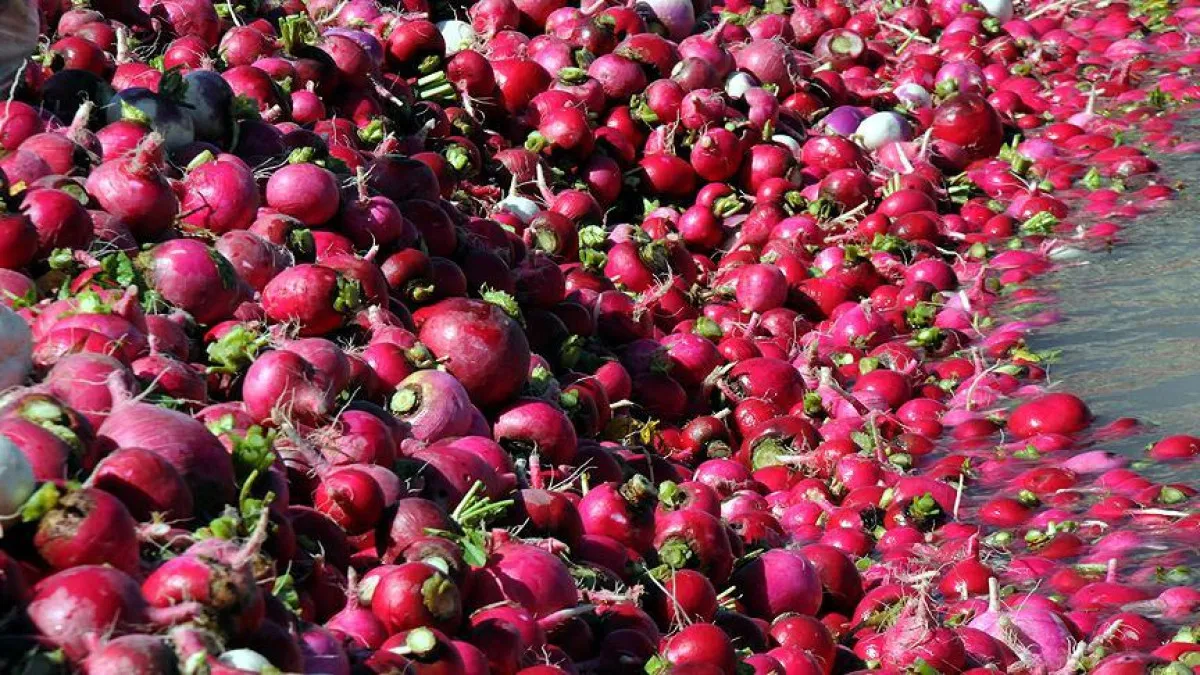 Kırmızı Turp (3)