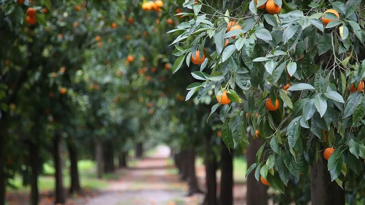 Meyve Kalp Sağlığı (1)