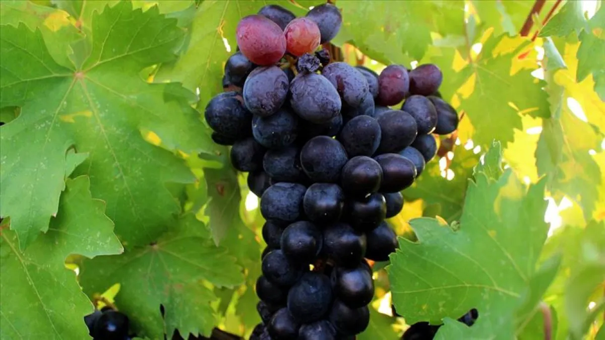 Meyve Kalp Sağlığı (2)