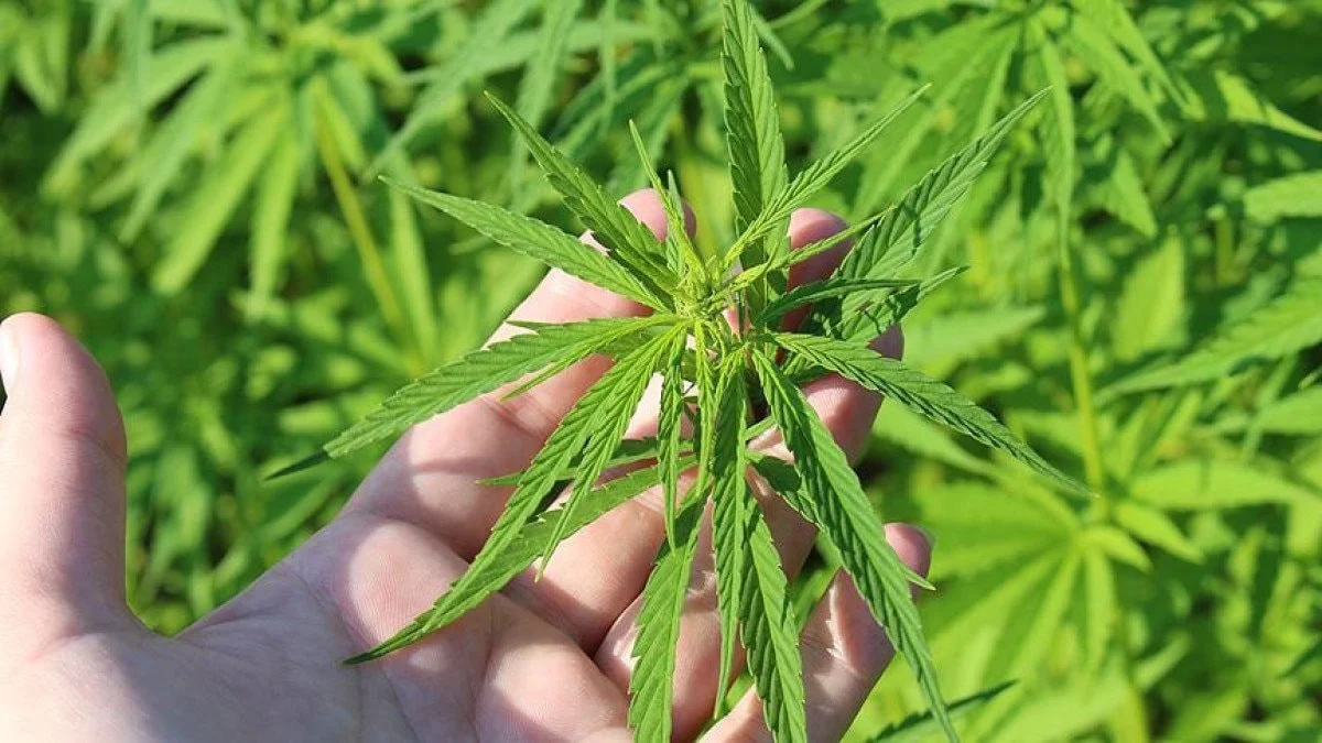 697D9D98Dc727489 W1200Xh675