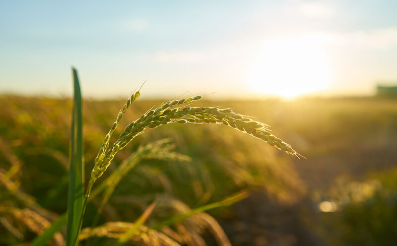Detail Rice Plant Sunset Valenci
