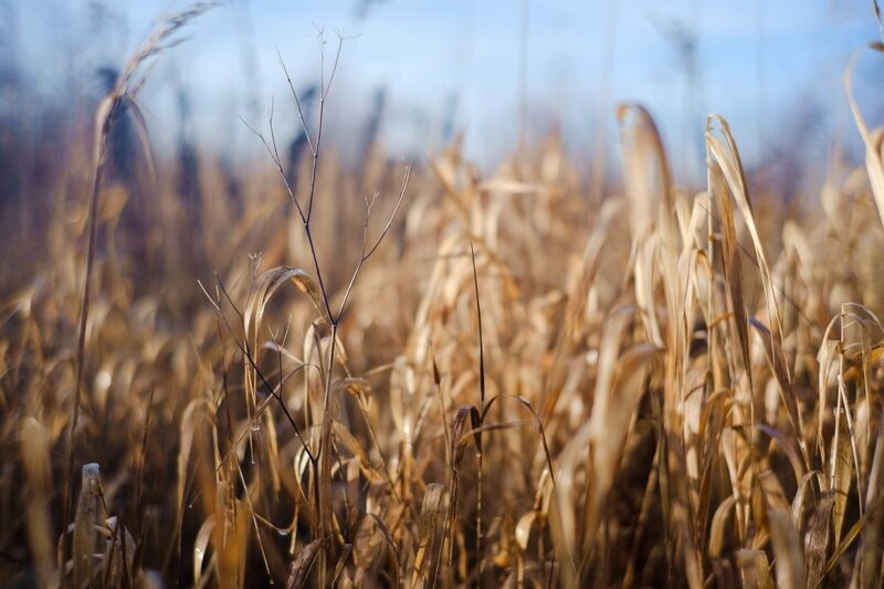 Selective Focus Shot Dried Grass