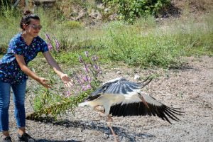 Antalya'da 3 leylek yavrusu bakımı yapılarak doğal ortama bırakıldı