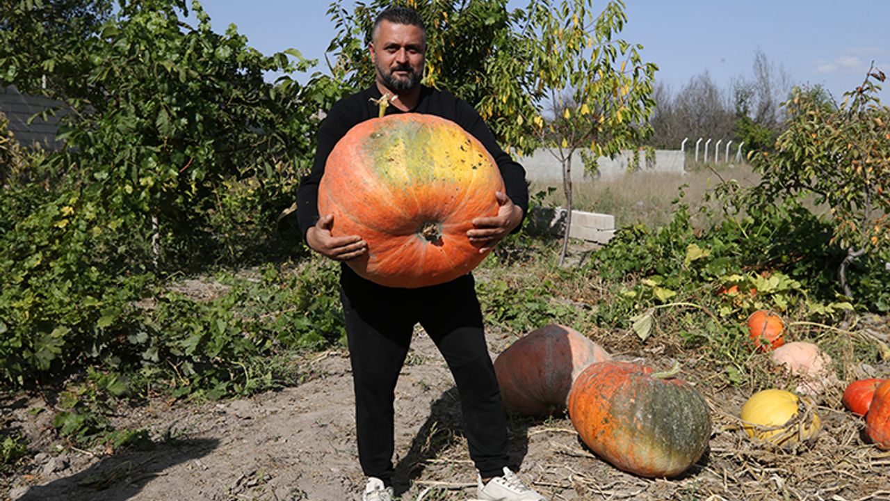 Mahalle muhtarı bahçesinde 40 kilogramlık bal kabağı yetiştirdi