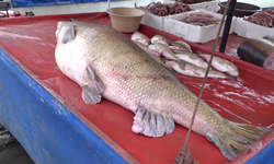 Balıkçılar oltayla 110 kilogramlık turna yakaladı