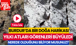 Burdur'da Bir Doğa Harikası! Yılkı Atları Görenleri Büyüledi