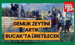 GEMLİK ZEYTİNİ ARTIK BUCAK’TA ÜRETİLECEK