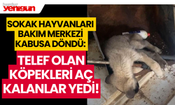 Bakım Merkezinde Kabus: Telef Olan Köpekleri Aç Kalanlar Yedi!