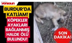Burdur'da köpek katliamı: ayakları bağlanmış halde ölü bulundu