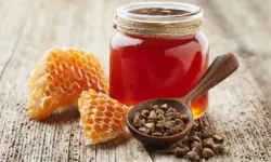 Propolis Deneyi Nedir? Alper Gezeravcı'nın Propolis Deneyi Nasıl Olacak?