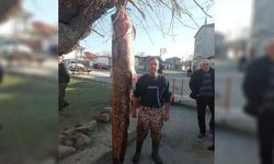 Meriç Nehri'nde 2 metre 30 santimetrelik yayın yakalandı