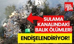 Sulama kanalındaki balık ölümleri endişelendiriyor