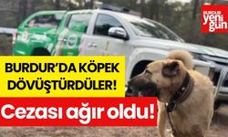 Burdur'da köpek dövüştürdüler! Cezası ağır oldu!