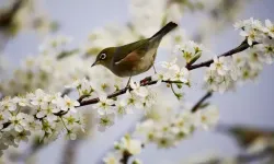 2024 NEVRUZ NE ZAMAN, HANGİ GÜN?