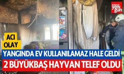 Yangında ev kullanılamaz hale geldi, 2 büyükbaş hayvan telef oldu