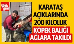 Karataş açıklarında 200 kiloluk köpek balığı ağlara takıldı