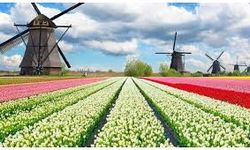 Hollanda'da dünyanın en büyük lale bahçelerinden Keukenhof, 75. kez ziyarete açıldı