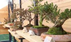 Türkiye'nin ilk "bonsai müzesi" Yalova'da açıldı