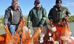Akdeniz'de avlanan balıkçıların ağları ölü göçmen denizanalarıyla doldu