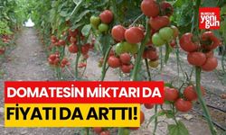 Domatesin miktarı da fiyatı da arttı