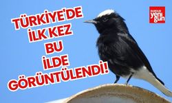 Türkiye'de ilk kez fotoğraflanan ‘Ak Tepeli Kuyrukkakan’ objektiflere takıldı