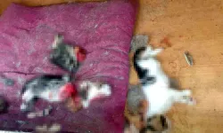 Ankara'da dehşet! 6 yavru kediyi canice öldüren şahıs tutuklandı mı? Olay ne, nerede oldu?