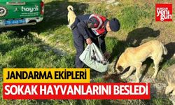 Jandarma ekipleri, Burdur'da sokak hayvanlarını besledi