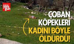 Çoban Köpekleri Kadını Böyle Öldürdü!