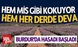 Hem Mis Gibi Kokuyor Hem Her Derde Deva: Burdur'da Hasadı Başladı