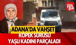 Adana'da köpek sürüsü yaşlı kadını parçaladı