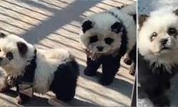 Ziyaretçiler tepki gösterdi! Hayvanat bahçesindeki 'pandalar' köpek çıktı