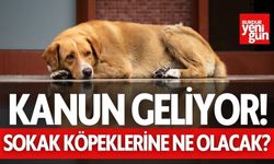 Kanun Geliyor! Sokak köpeklerine ne olacak?