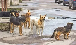 Sokak Köpekleri Uyutulacak mı? TBMM'den Yeni Karar