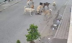 Vahşi Saldırı! Sokak Köpekleri Kediyi Telef Etti