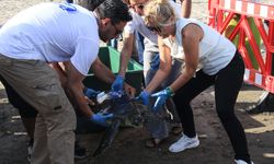 Kaplumbağalara Uydu Takıldı: Kızkalesi ve Mersin Üniversitesi