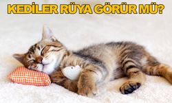 Kediler Rüyalarında Ne Görür?